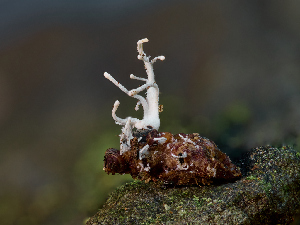  (Polycephalomyces - FDS-CA-06788)  @11 [ ] by (2024) Justin Paulin Fungal Diversity Survey