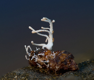  (Polycephalomyces formosus - FDS-CA-06788)  @11 [ ] by (2024) Justin Paulin Fungal Diversity Survey