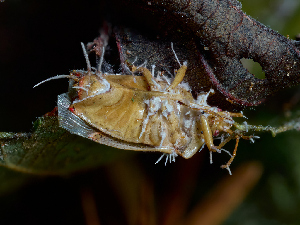  (Hirsutella - FDS-CA-06789)  @11 [ ] by (2024) Justin Paulin Fungal Diversity Survey