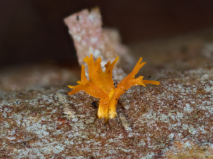  ( - FDS-CA-06792)  @11 [ ] by (2024) Justin Paulin Fungal Diversity Survey