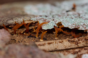  ( - FDS-CA-06792)  @11 [ ] by (2024) Justin Paulin Fungal Diversity Survey