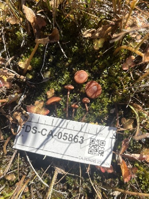  ( - FDS-CA-05863)  @11 [ ] by-nc (2024) Dean Lyons Fungal Diversity Survey