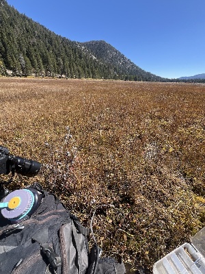  ( - FDS-CA-05863)  @11 [ ] by-nc (2024) Dean Lyons Fungal Diversity Survey