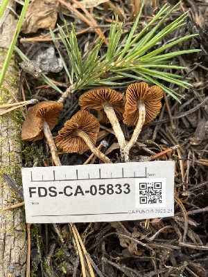  ( - FDS-CA-05833)  @11 [ ] by-nc (2024) Dean Lyons Fungal Diversity Survey