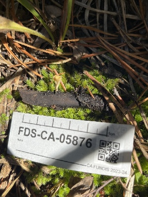  ( - FDS-CA-05876)  @11 [ ] by-nc (2024) Dean Lyons Fungal Diversity Survey