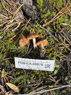  ( - FDS-CA-05879)  @11 [ ] by-nc (2024) Dean Lyons Fungal Diversity Survey