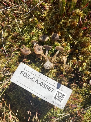  ( - FDS-CA-05867)  @11 [ ] by-nc (2024) Dean Lyons Fungal Diversity Survey