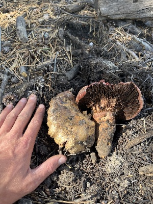  ( - FDS-CA-05818)  @11 [ ] by-nc (2024) Dean Lyons Fungal Diversity Survey