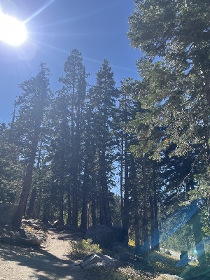  ( - FDS-CA-05818)  @11 [ ] by-nc (2024) Dean Lyons Fungal Diversity Survey