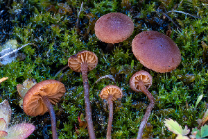  (Alnicola cholea - FDS-CA-05863)  @11 [ ] by-nc (2024) Dean Lyons Fungal Diversity Survey
