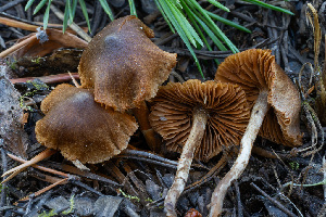  ( - FDS-CA-05833)  @11 [ ] by-nc (2024) Dean Lyons Fungal Diversity Survey