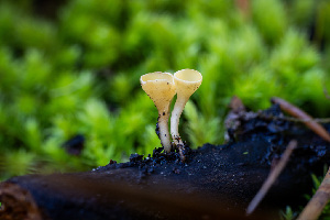  ( - FDS-CA-05876)  @11 [ ] by-nc (2024) Dean Lyons Fungal Diversity Survey