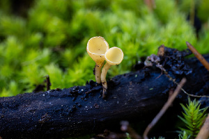  ( - FDS-CA-05876)  @11 [ ] by-nc (2024) Dean Lyons Fungal Diversity Survey