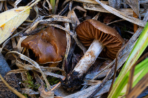  ( - FDS-CA-05879)  @11 [ ] by-nc (2024) Dean Lyons Fungal Diversity Survey