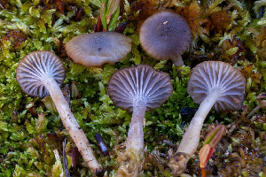  ( - FDS-CA-05867)  @11 [ ] by-nc (2024) Dean Lyons Fungal Diversity Survey