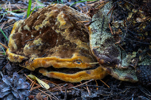  (Phaeolus sp. schweinitzii-CA01 - FDS-CA-05875)  @11 [ ] by-nc (2024) Dean Lyons Fungal Diversity Survey