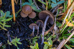  (Psathyrella sp. fagetophila-CA01 - FDS-CA-05870)  @11 [ ] by-nc (2024) Dean Lyons Fungal Diversity Survey