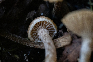  ( - FDS-CA-05869)  @11 [ ] by-nc (2024) Dean Lyons Fungal Diversity Survey