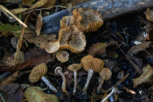 ( - FDS-CA-05869)  @11 [ ] by-nc (2024) Dean Lyons Fungal Diversity Survey