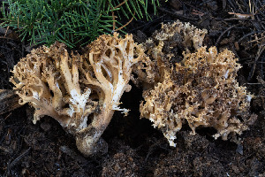  (Ramaria sp. PNW23 - FDS-CA-08700)  @11 [ ] by-nc (2024) Dean Lyons Fungal Diversity Survey