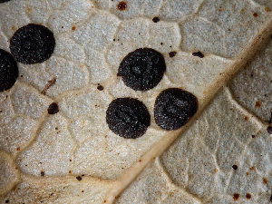  (Coccomyces sp. CA01 - FDS-CA-06799)  @11 [ ] by (2024) Justin Paulin Fungal Diversity Survey
