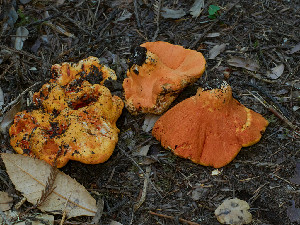  ( - FDS-CA-06790)  @11 [ ] by (2024) Justin Paulin Fungal Diversity Survey