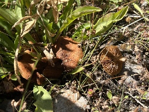  ( - FDS-CA-05841)  @11 [ ] by-nc (2024) Dean Lyons Fungal Diversity Survey