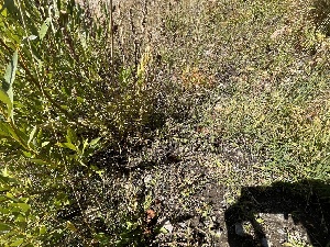  ( - FDS-CA-05841)  @11 [ ] by-nc (2024) Dean Lyons Fungal Diversity Survey