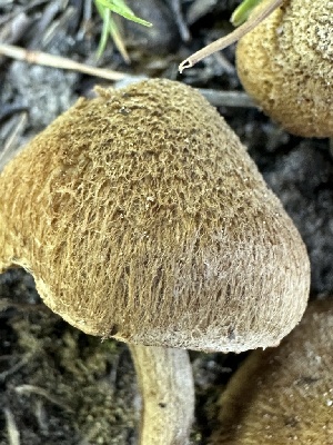  ( - FDS-CA-04491)  @11 [ ] by-nc (2024) Bat Vardeh Fungal Diversity Survey