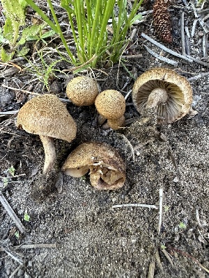  ( - FDS-CA-04491)  @11 [ ] by-nc (2024) Bat Vardeh Fungal Diversity Survey