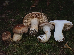  ( - FDS-CA-08050)  @11 [ ] by (2024) Mandy Hackney Fungal Diversity Survey