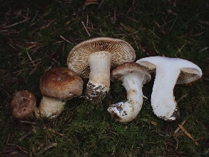  ( - FDS-CA-08050)  @11 [ ] by (2024) Mandy Hackney Fungal Diversity Survey