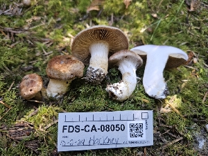  ( - FDS-CA-08050)  @11 [ ] by (2024) Mandy Hackney Fungal Diversity Survey