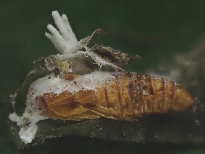 ( - FDS-CA-08052)  @11 [ ] by (2024) Mandy Hackney Fungal Diversity Survey
