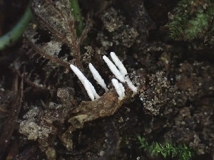  ( - FDS-CA-08052)  @11 [ ] by (2024) Mandy Hackney Fungal Diversity Survey