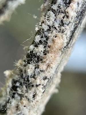  (Trichothecium - FDS-CA-02458)  @11 [ ] by-nc (2024) Jaren Hockert Fungal Diversity Survey