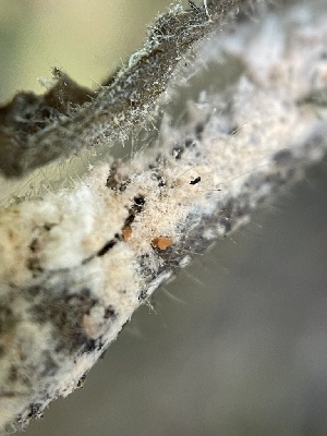  ( - FDS-CA-02458)  @11 [ ] by-nc (2024) Jaren Hockert Fungal Diversity Survey