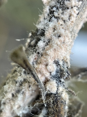  ( - FDS-CA-02458)  @11 [ ] by-nc (2024) Jaren Hockert Fungal Diversity Survey