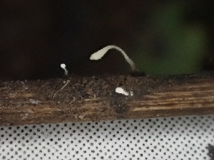  (Typhula sp. CA01 - FDS-CA-02455)  @11 [ ] by-nc (2024) Jaren Hockert Fungal Diversity Survey