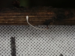  ( - FDS-CA-02455)  @11 [ ] by-nc (2024) Jaren Hockert Fungal Diversity Survey