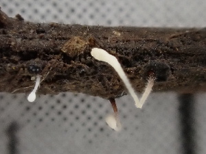  ( - FDS-CA-02455)  @11 [ ] by-nc (2024) Jaren Hockert Fungal Diversity Survey