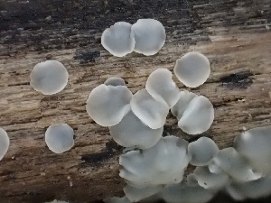  (Mollisia sp. CA08 - FDS-CA-02456)  @11 [ ] by-nc (2024) Jaren Hockert Fungal Diversity Survey