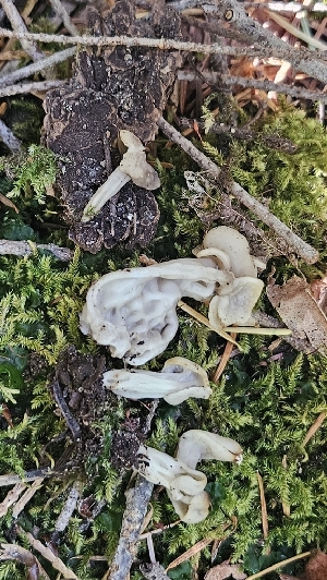  ( - FDS-CA-01112)  @11 [ ] by-nc (2024) Thea Chesney Fungal Diversity Survey