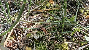  ( - FDS-CA-01112)  @11 [ ] by-nc (2024) Thea Chesney Fungal Diversity Survey