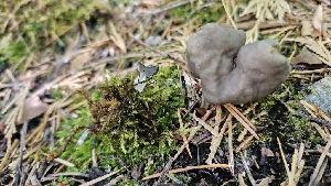 ( - FDS-CA-01114)  @11 [ ] by-nc (2024) Thea Chesney Fungal Diversity Survey