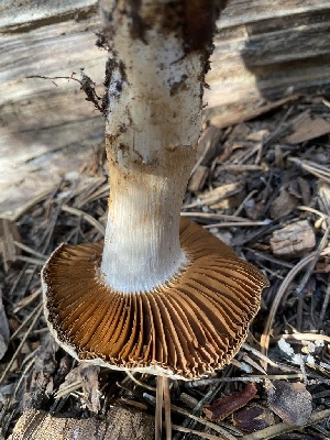  ( - FDS-CA-07512)  @11 [ ] c (2024) Marinna Grijalva Fungal Diversity Survey