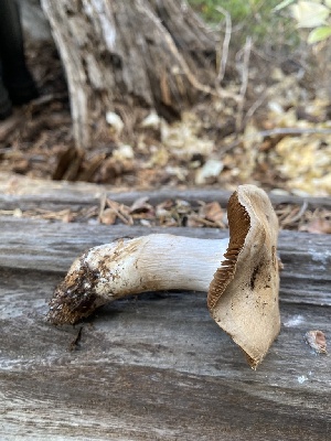  ( - FDS-CA-07512)  @11 [ ] c (2024) Marinna Grijalva Fungal Diversity Survey