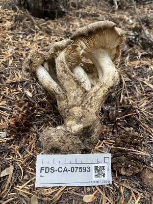  (Lyophyllum sp. CA03 - FDS-CA-07593)  @11 [ ] c (2024) Marinna Grijalva Fungal Diversity Survey
