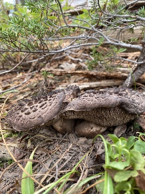  ( - FDS-CA-07510)  @11 [ ] c (2024) Marinna Grijalva Fungal Diversity Survey