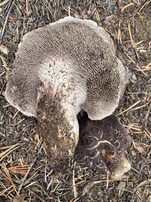  ( - FDS-CA-07510)  @11 [ ] c (2024) Marinna Grijalva Fungal Diversity Survey